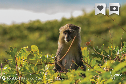 Photographic print by Nine Yards Counsel Digital Agency Team, illustrating creative digital outreach strategies.